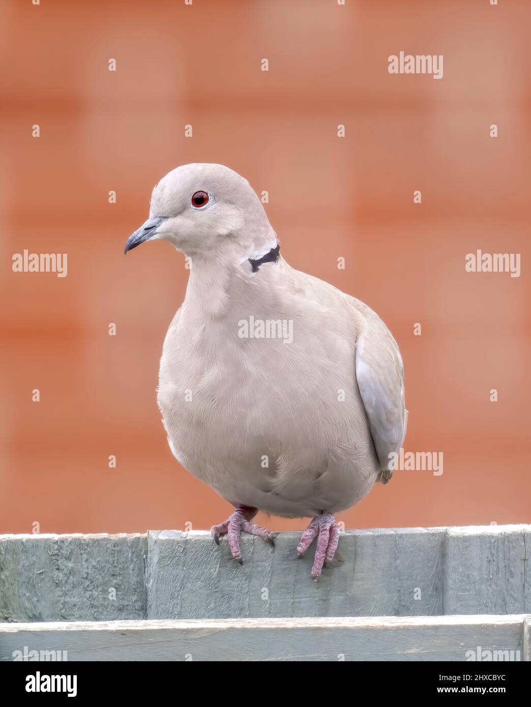 Eine zart gefärbte Halsbandtaube (Streptopelia decaocto), die auf einem hellgrünen Gartenzaun in Blackpool, Lancashire, Großbritannien, thront Stockfoto