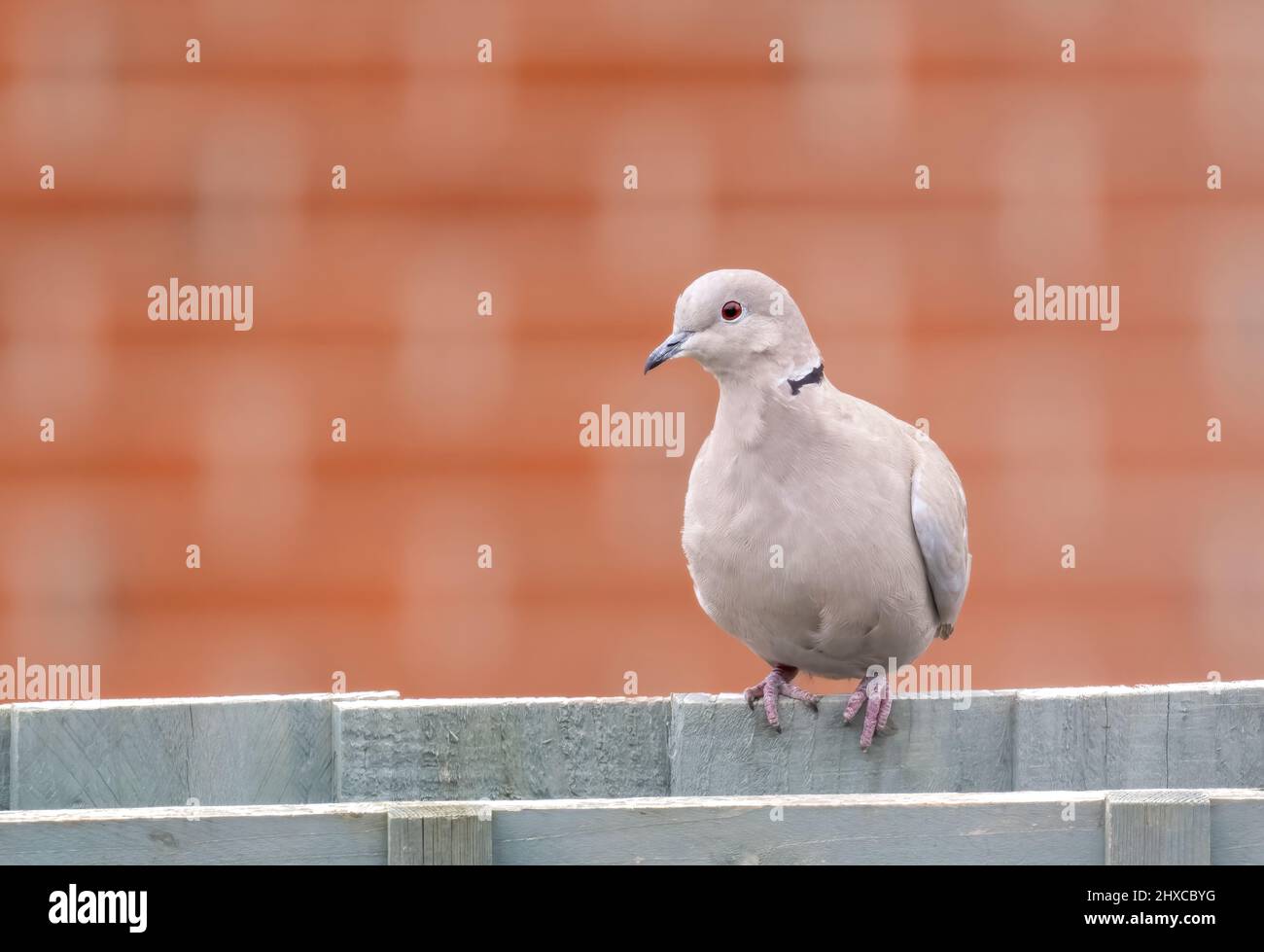 Eine zart gefärbte Halsbandtaube (Streptopelia decaocto), die auf einem hellgrünen Gartenzaun in Blackpool, Lancashire, Großbritannien, thront Stockfoto