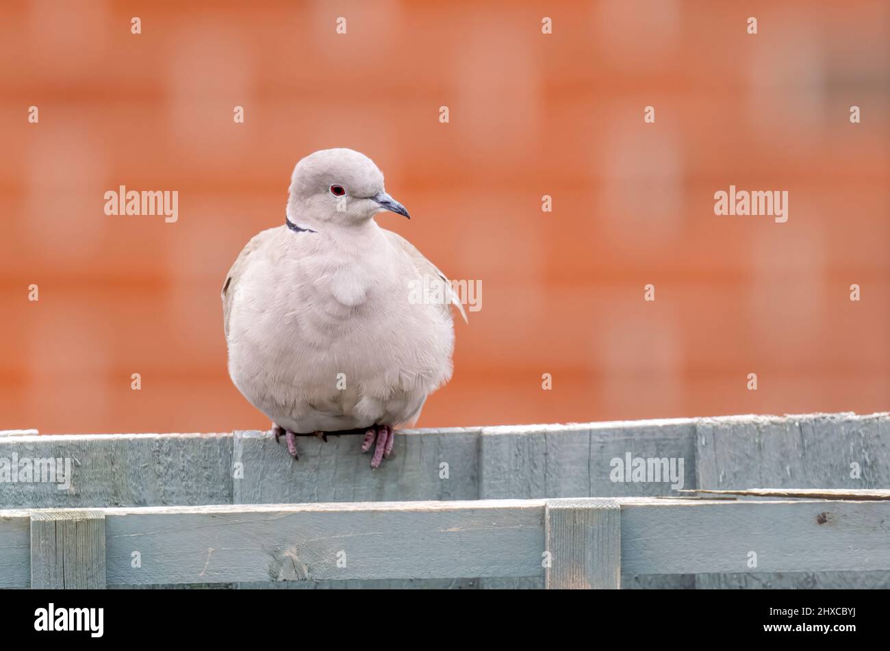 Eine zart gefärbte Halsbandtaube (Streptopelia decaocto), die auf einem hellgrünen Gartenzaun in Blackpool, Lancashire, Großbritannien, thront Stockfoto