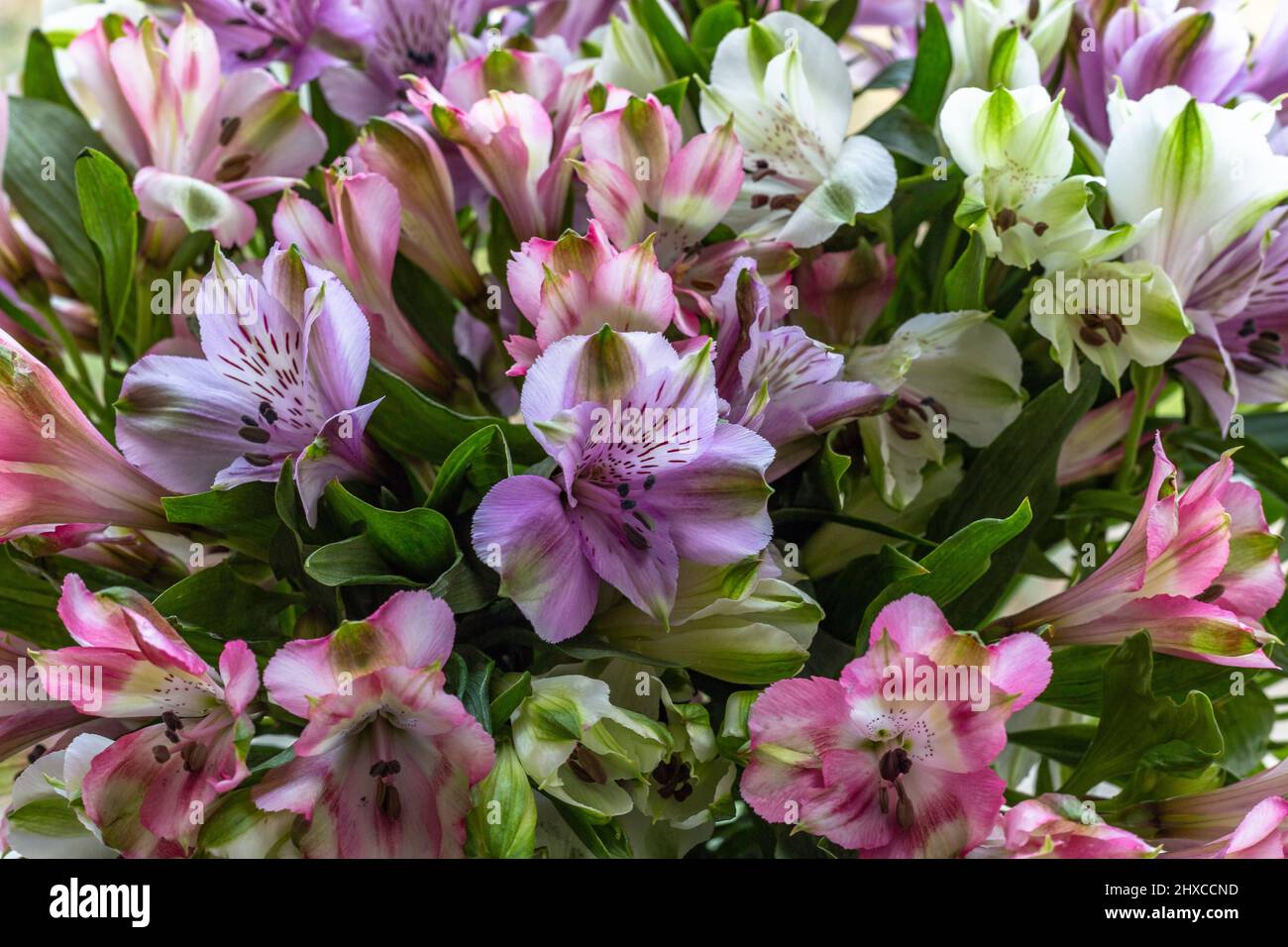 Alstroemeria Blumen aus nächster Nähe. Stockfoto