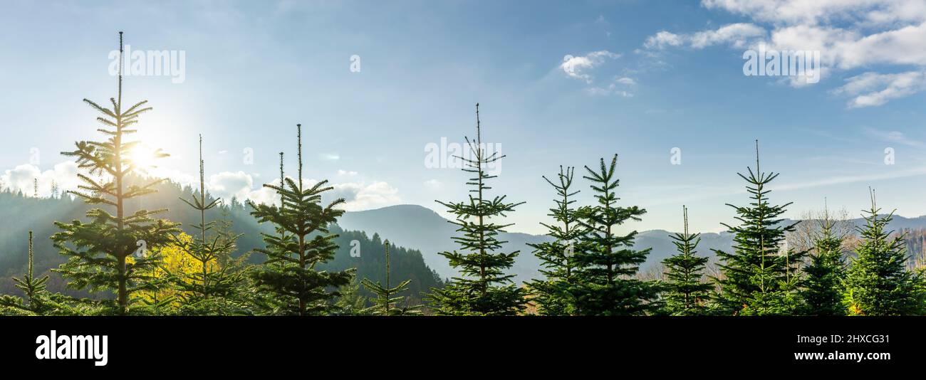 Schwarze Waldtannen im Sonnenlicht Stockfoto