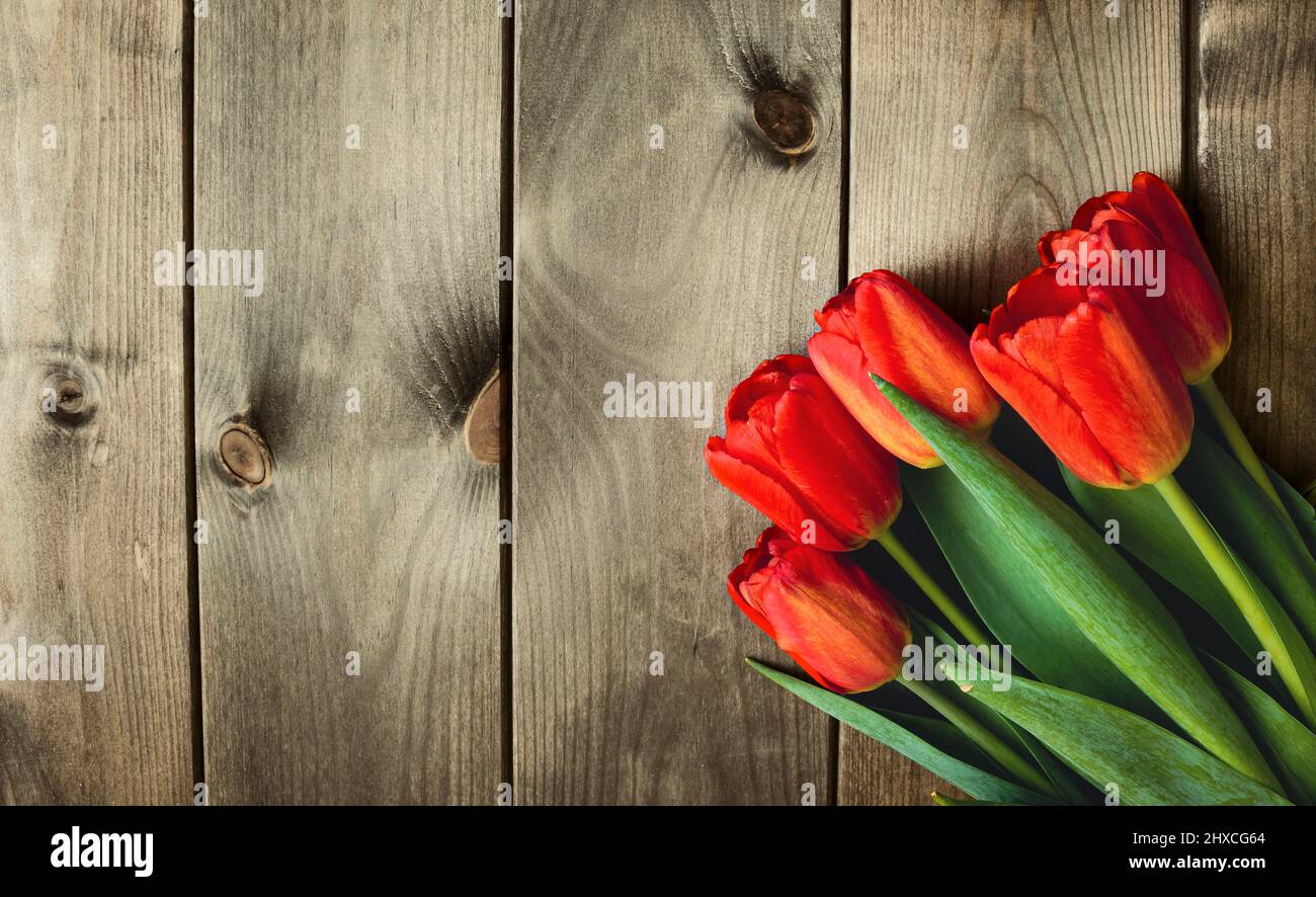 Frühlingshafte rote Tulpen auf dunklem Holzhintergrund. Stockfoto