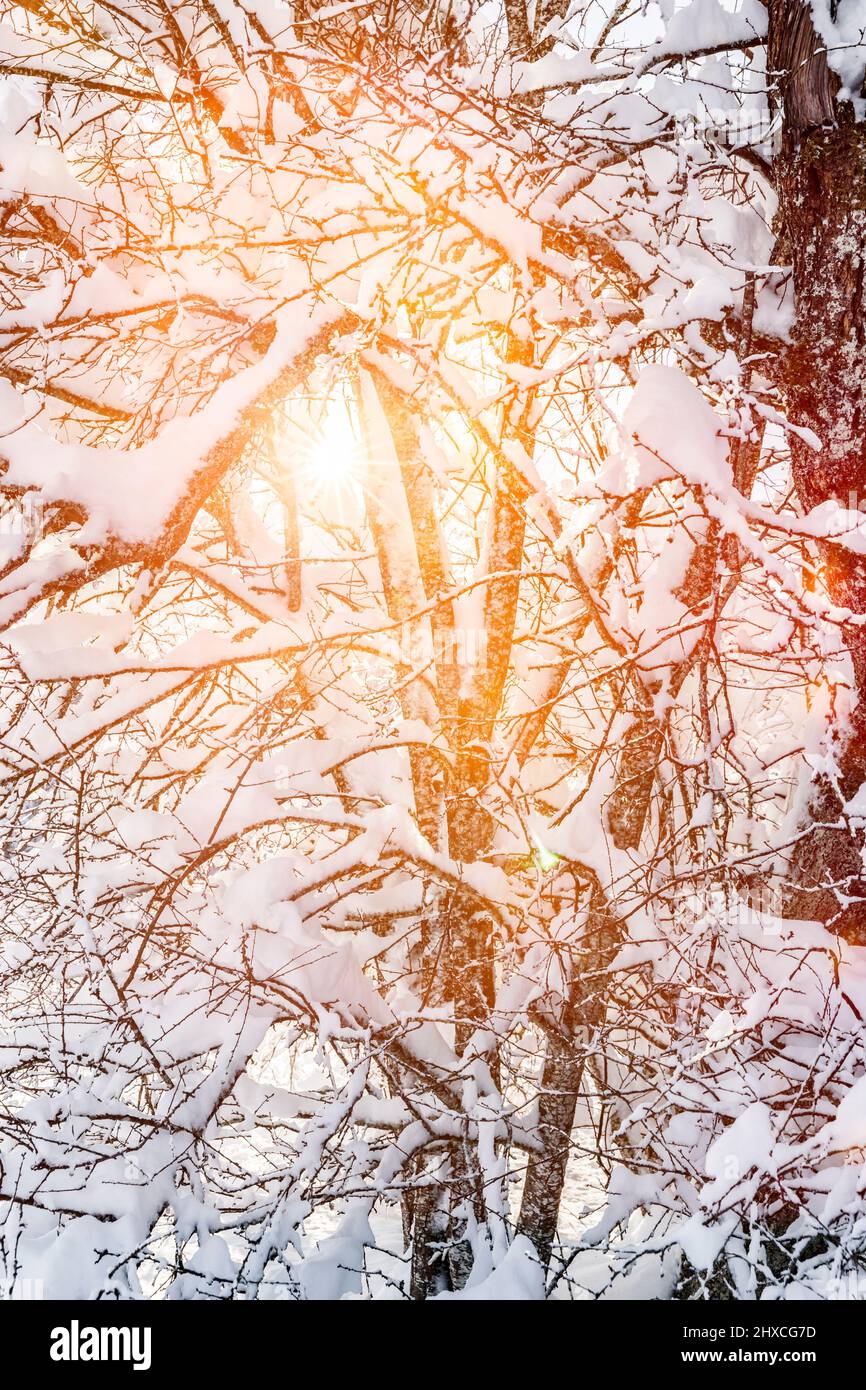 Heller Sonnenstrahl durch einen verschneiten Laubbaum im Winter Stockfoto