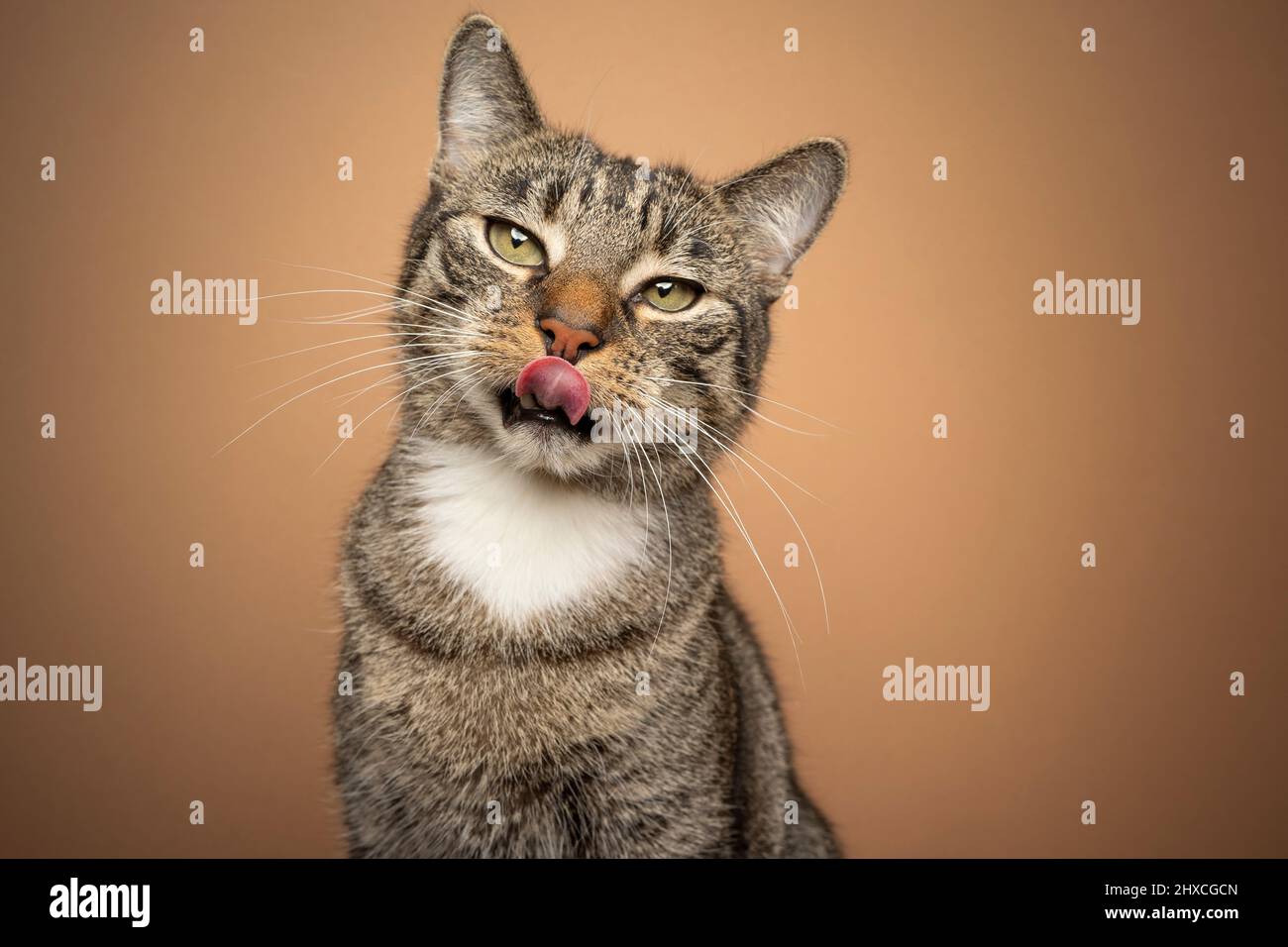 Hungrige tabby Katze leckt Lippen Blick auf die Kamera auf braunem Hintergrund mit Kopierraum Stockfoto