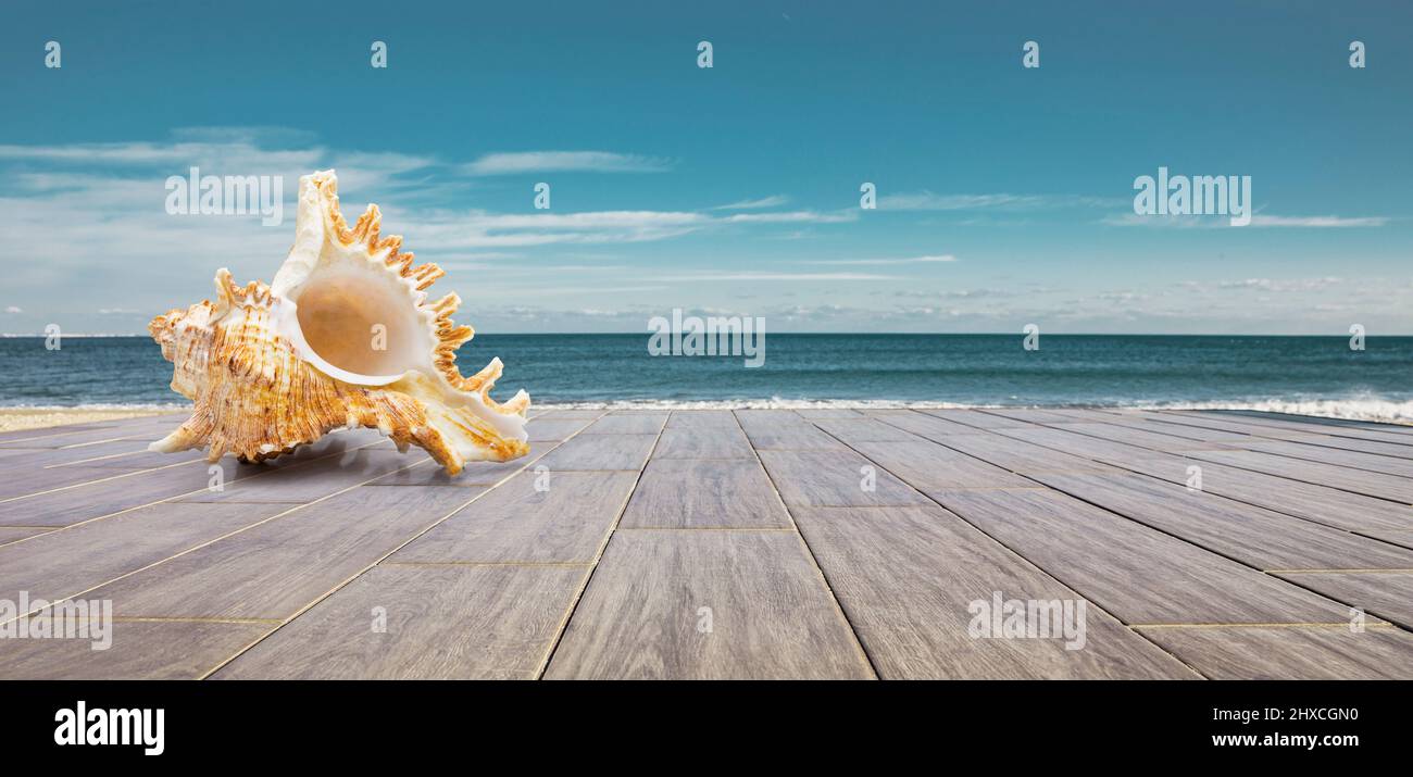 Meeresschnecke auf einer Holzterrasse am Meer mit Blick auf den Horizont Stockfoto