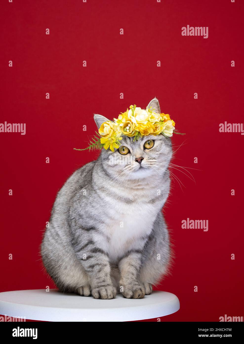 Niedliche Katze Sittin auf weißem Hocker trägt Blumenkrone mit gelben Blüten Blick auf Kamera-Porträt auf rotem Hintergrund mit Kopierraum Stockfoto