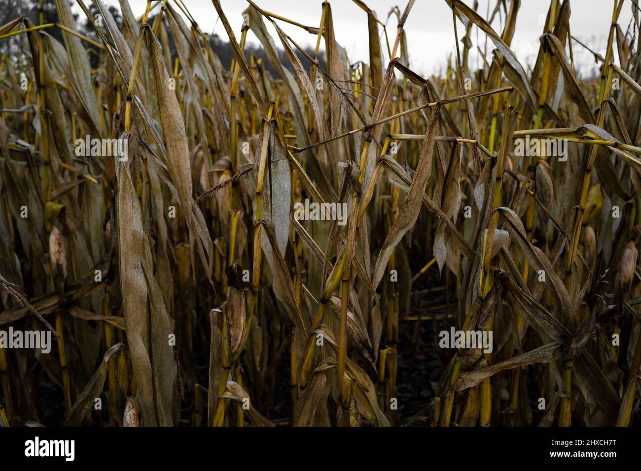 Maisfeld mit ungeernteten Maispflanzen im Winter in Deutschland Stockfoto