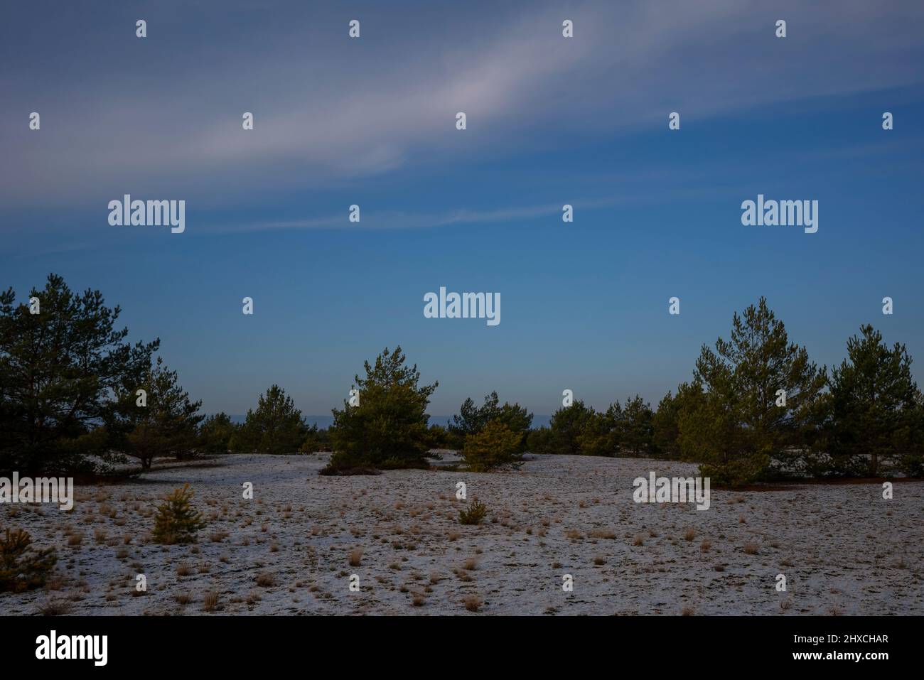 Junger Kiefernwald im Winter mit etwas Schnee auf dem Waldboden Stockfoto