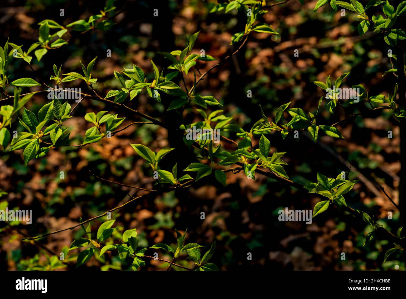 Kleiner junger Baum im Frühjahr im Wald mit frischen grünen Blättern Stockfoto