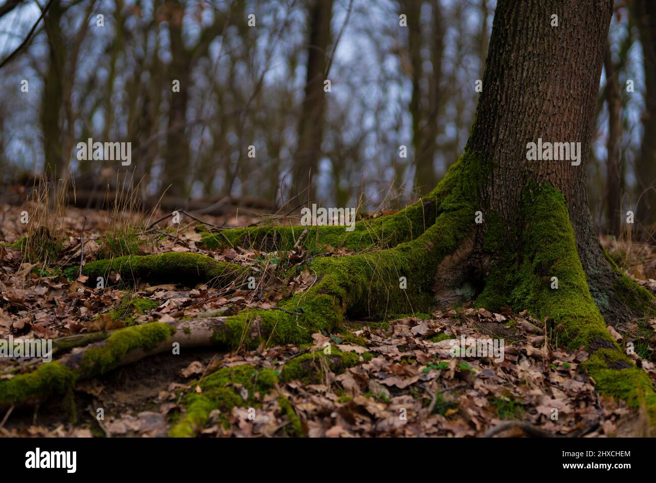 Laubwald im Winter, Baumwurzel mit Moos überwuchert, Schärfe im Vordergrund, geringe Schärfentiefe, Weiches Bokeh Stockfoto