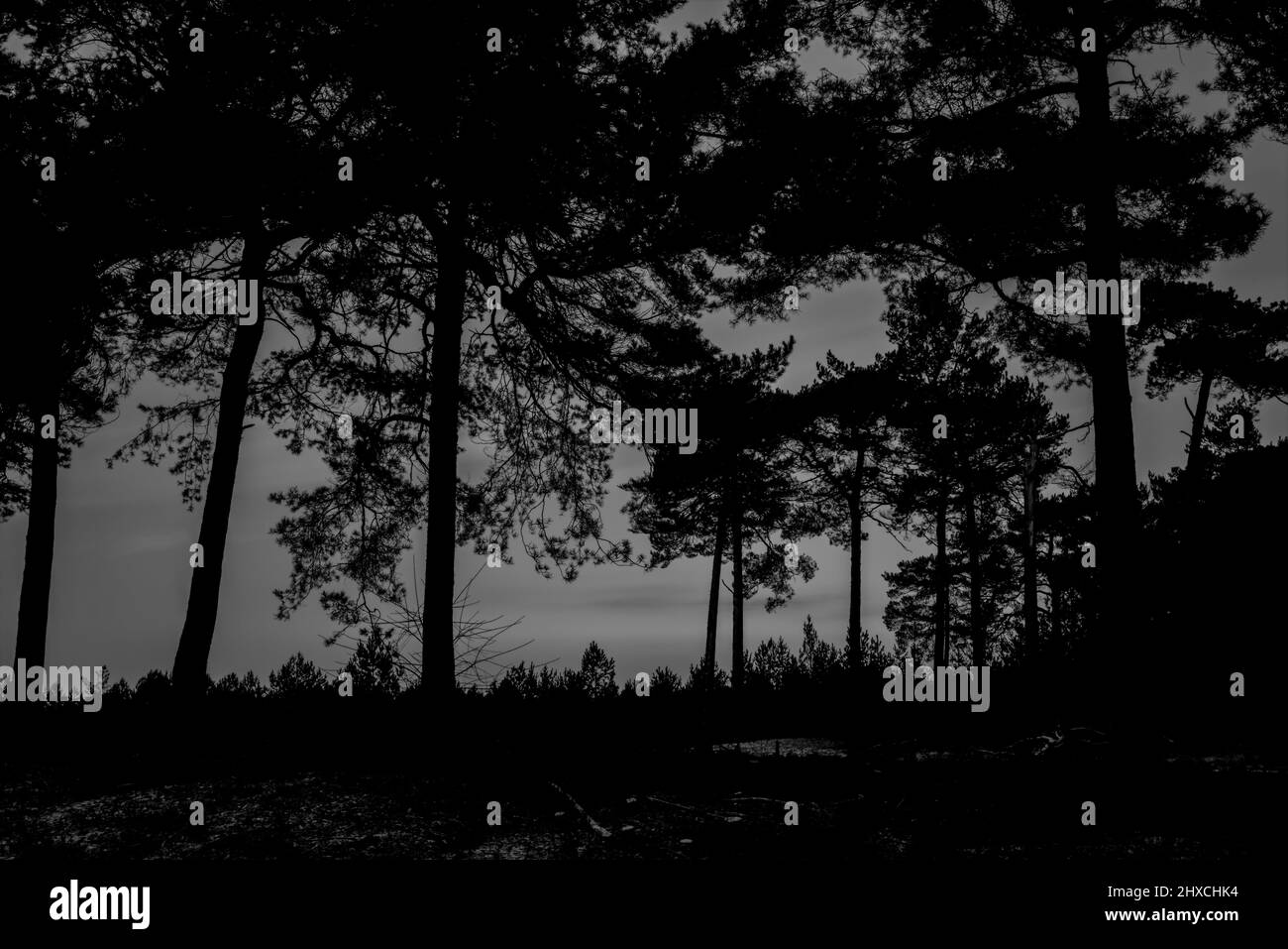 Silhouetten von Kiefern in einem fast geernteten Wald, schwarz-weiß Stockfoto