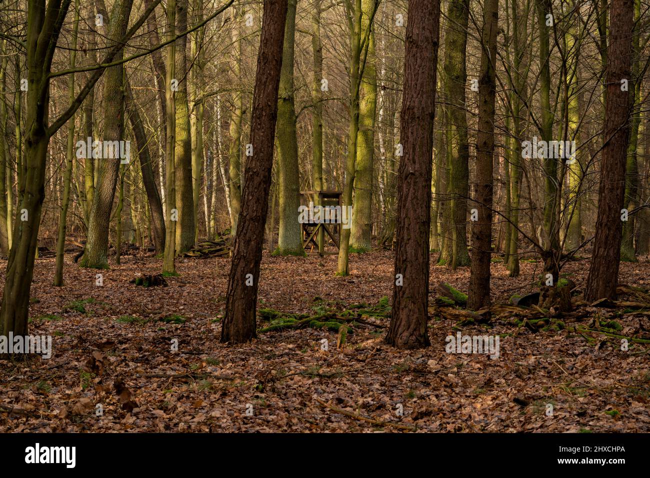 Kleine versteckte hohe stehen für einen Jäger in einem Mischwald Stockfoto