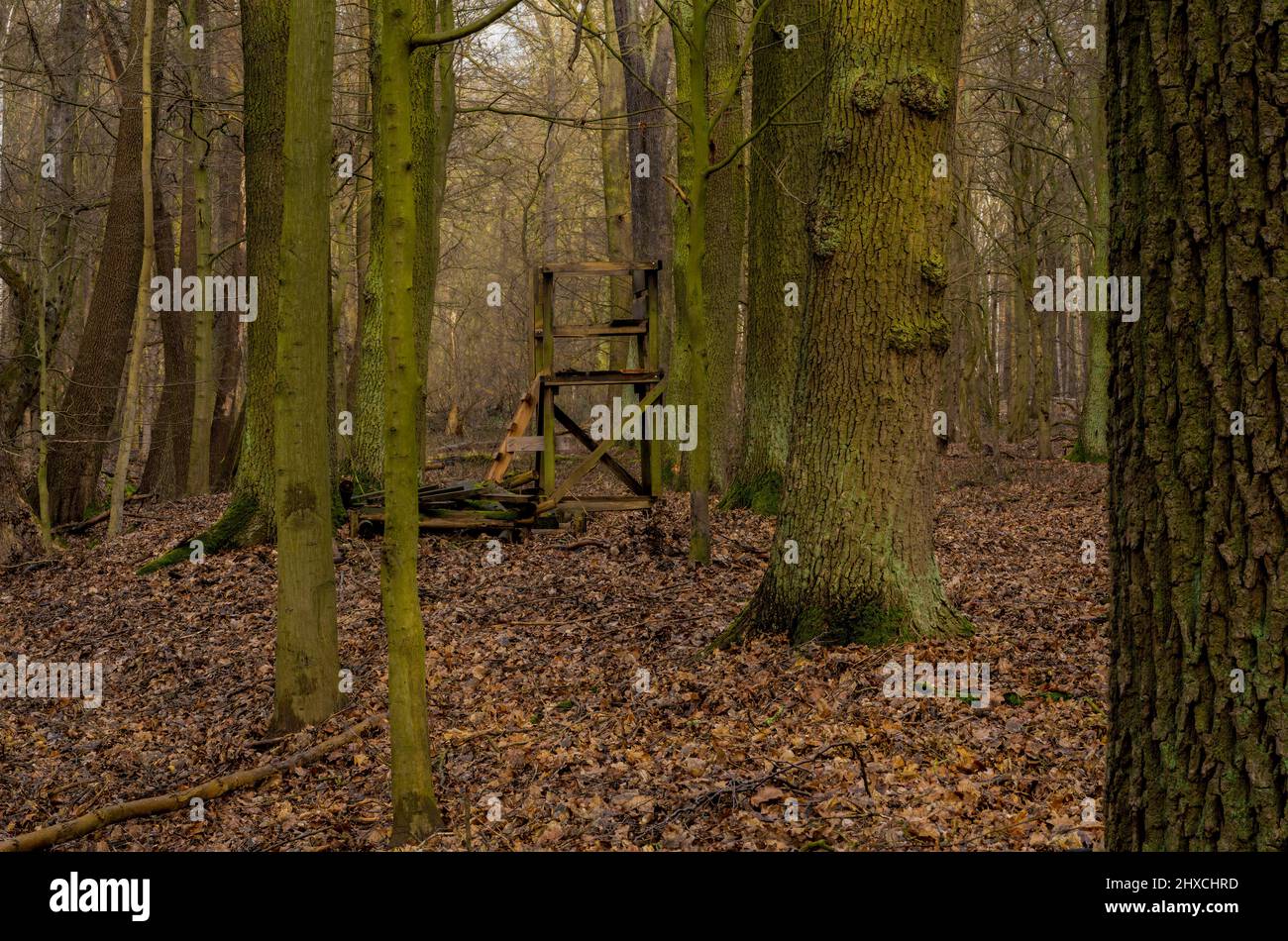 Kleiner Hochsitz für Jäger im Winter im Wald Stockfoto