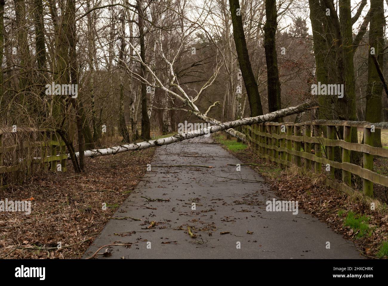 Deutschland, Luckenwalde, Februar 17. 2022, Sturmschäden von heute, umgestürzte Bäume auf einem Radweg Stockfoto