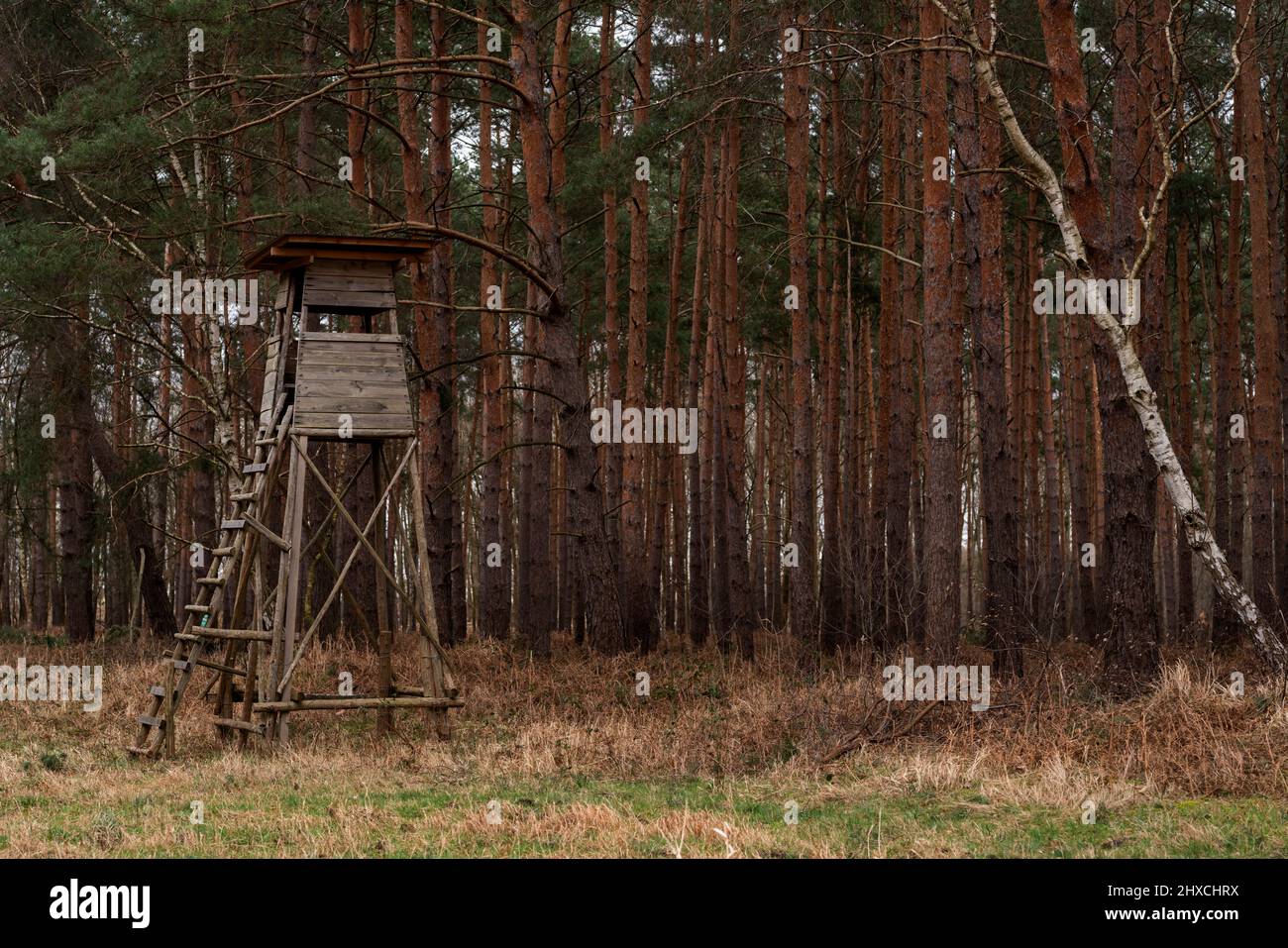 Großer hölzerner hoher Sitz für einen Jäger am Waldrand, geringe Schärfentiefe, weiches Bokeh, Platz für Text Stockfoto