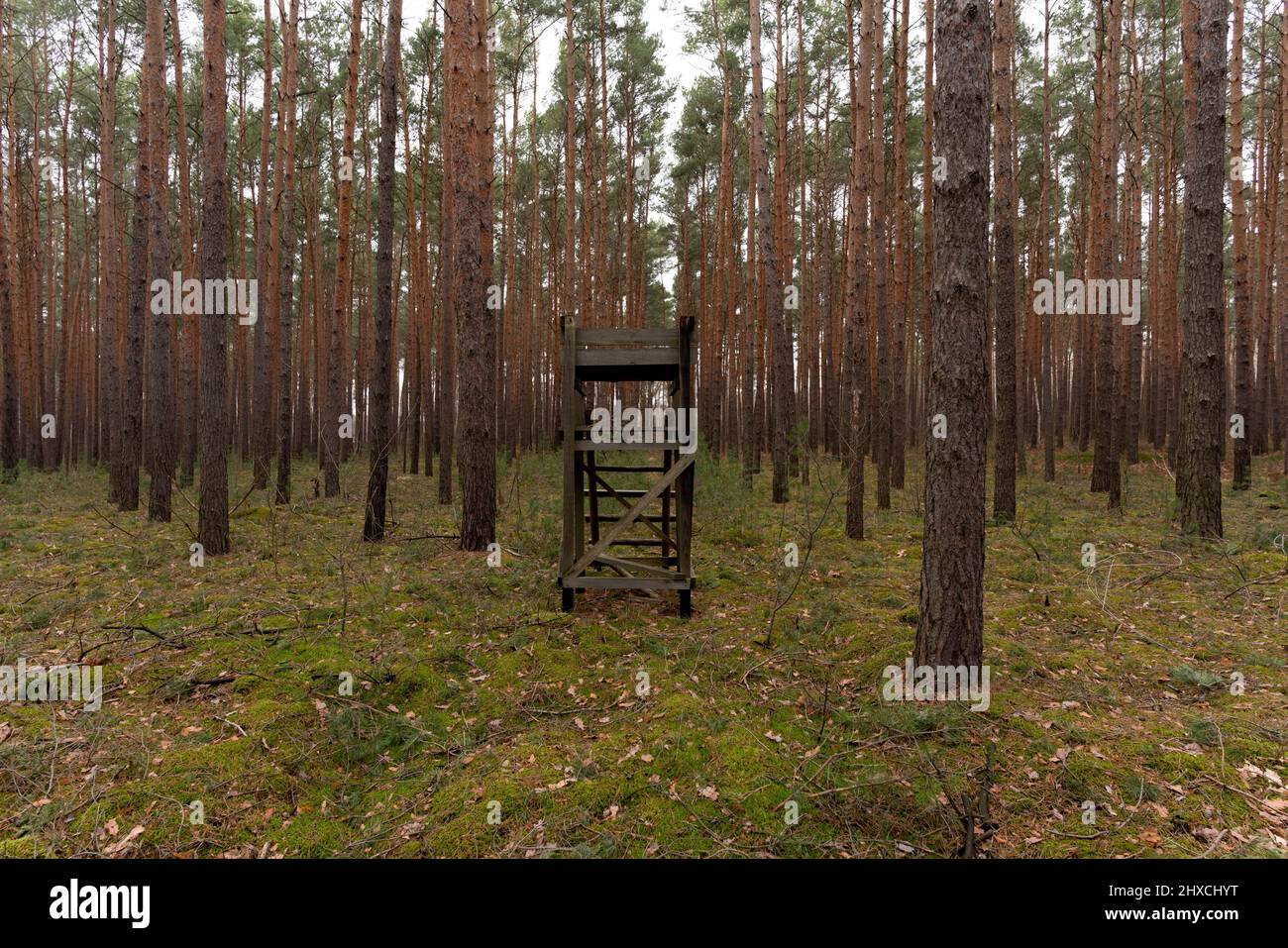 Kleiner hölzerner Hochsitz für einen Jäger in einem Kiefernwald Stockfoto