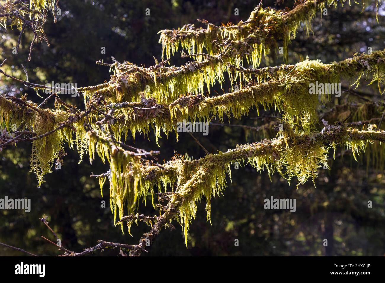 Hängender Moos, der auf Baumzweigen im Whinlatter Forest, Lake District, England wächst Stockfoto
