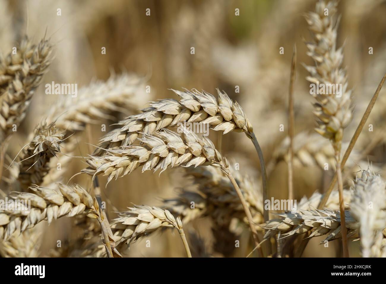 Deutschland, Bayern, Oberbayern, Landkreis Altötting, Landwirtschaft, Weizenfeld, Weizenohren, Detail Stockfoto