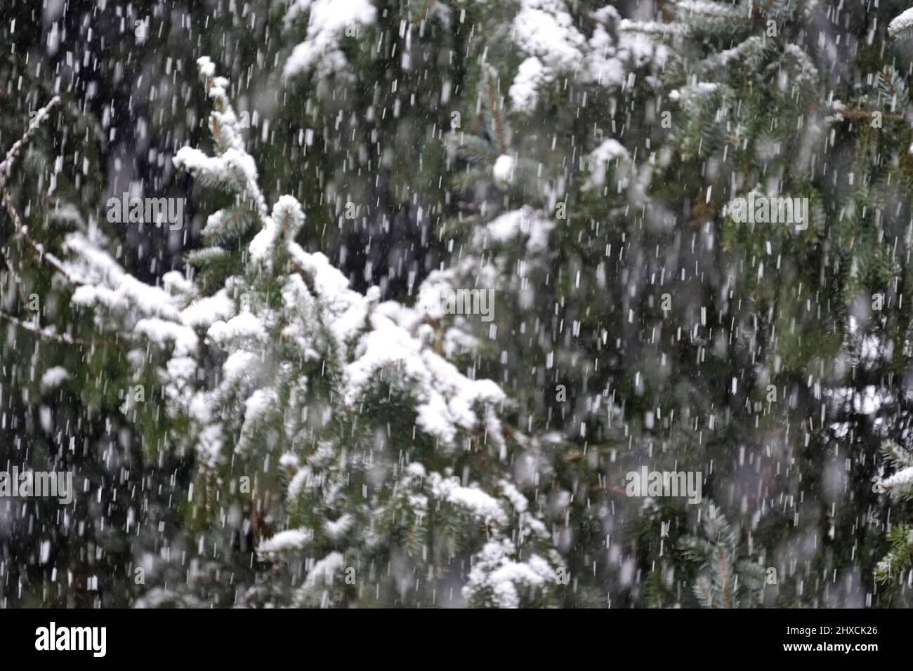 Deutschland, Bayern, Oberbayern, Landkreis Altötting, Winter, Schneeverwehung, Fichte Stockfoto