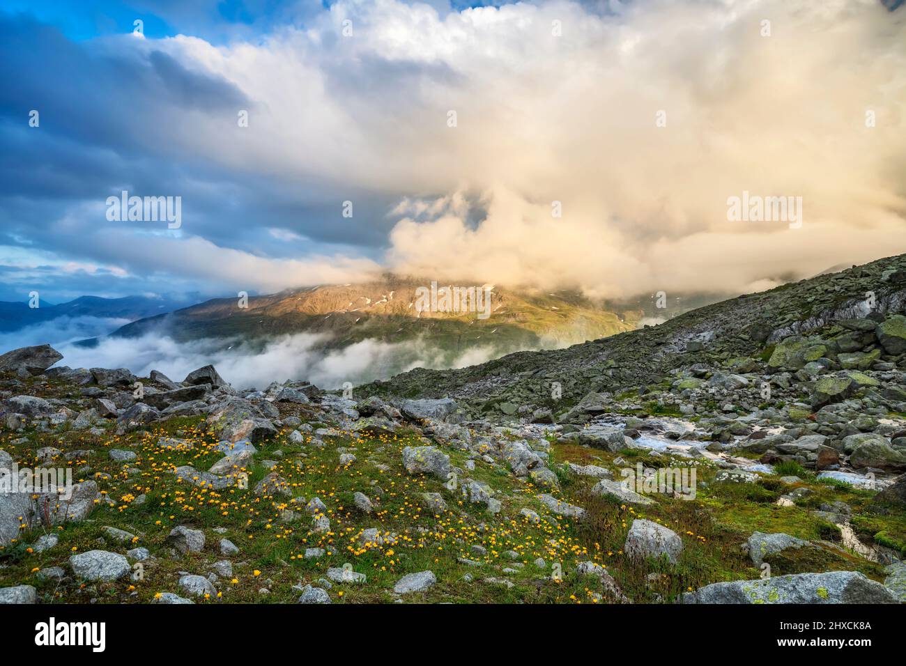 Abendstimmung in alpiner Berglandschaft am Furkapass. Blumen, Stein und Felsen unter dramatischer Wolkenlandschaft. Alpen von Uri, Schweiz, Europa Stockfoto