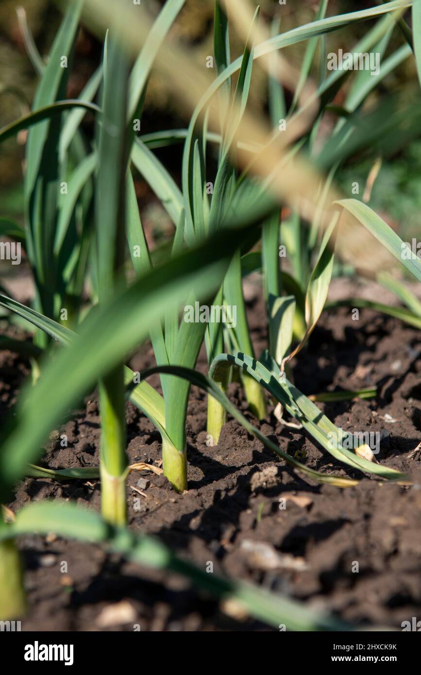 Bio-Knoblauch (Allium sativum) wächst im Garten. Gesundes Gemüse aus eigenem Anbau. Stockfoto