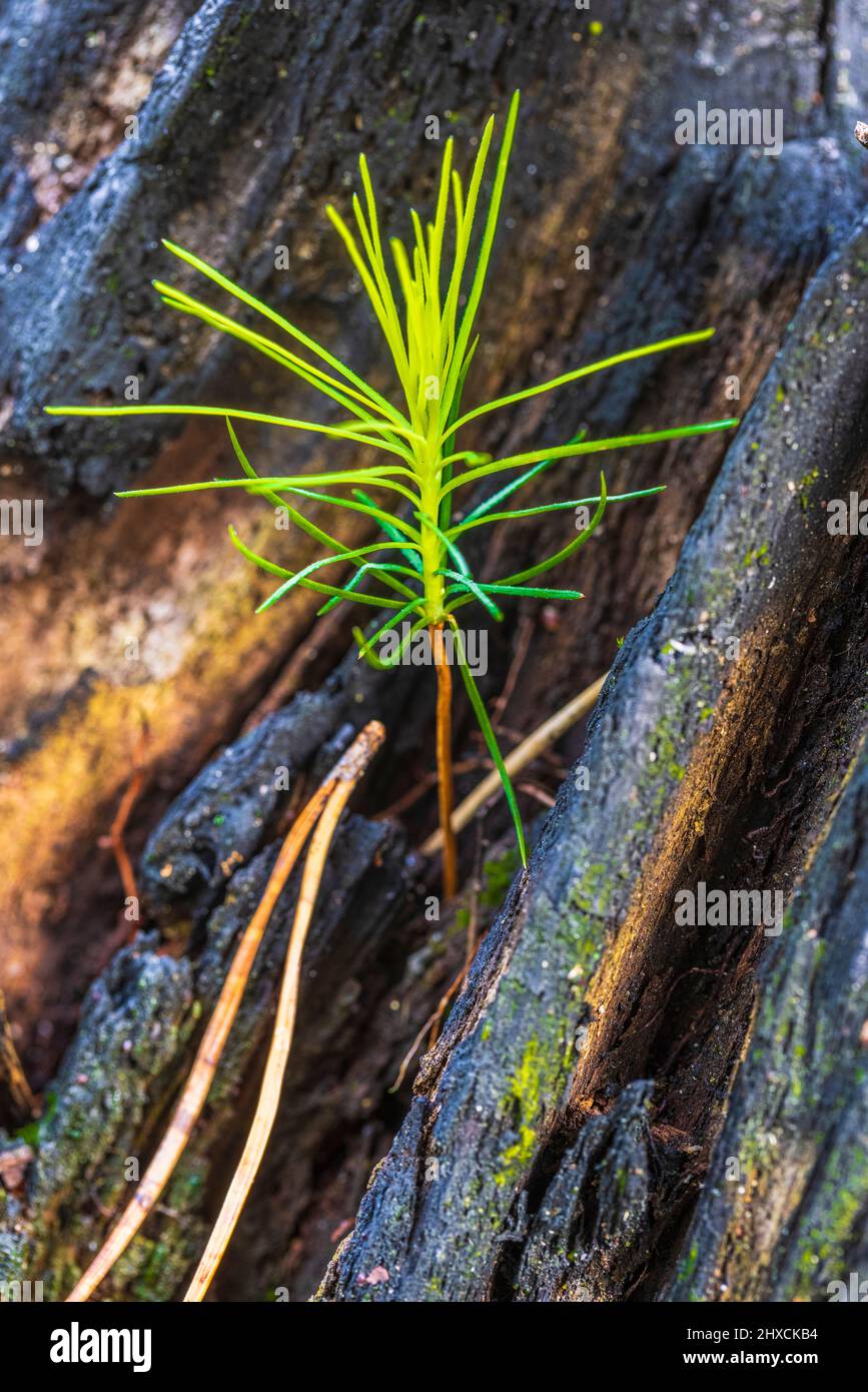 Junge Waldkiefer, Pinus sylvestris, Natur im Detail, Stockfoto