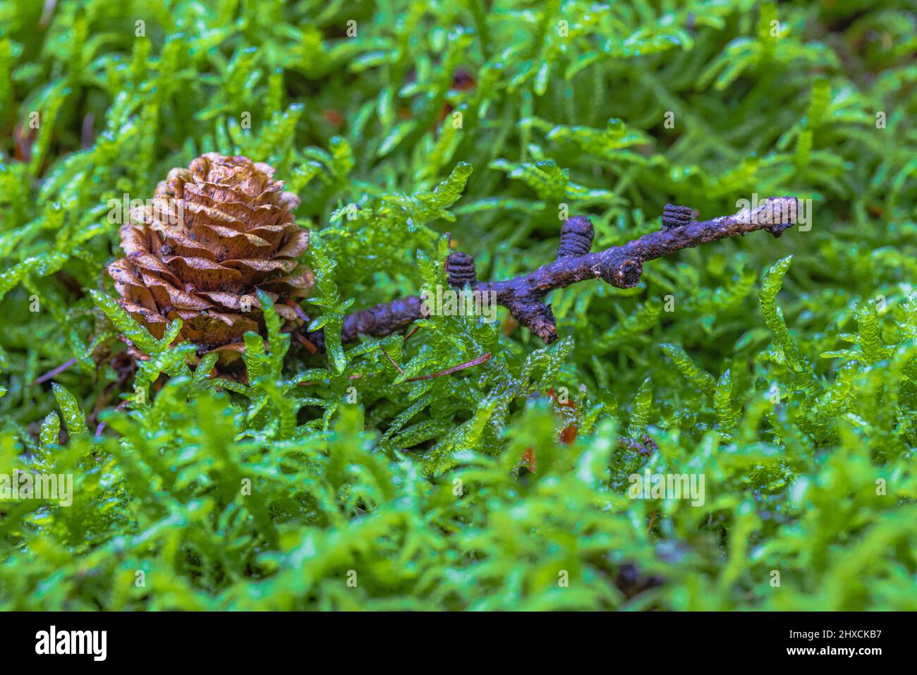 Lärchen - Kegel auf Moos, Waldstillleben, Natur im Detail Stockfoto