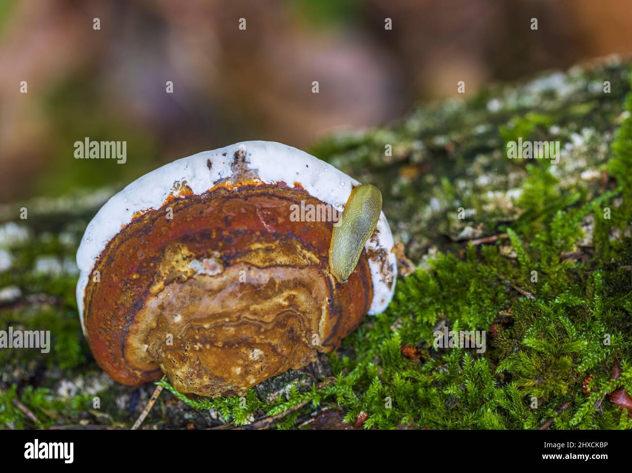 Schnecke, rotbesäumter Baumschwamm Stockfoto