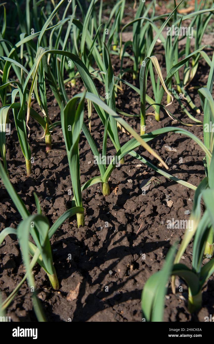 Bio-Knoblauch (Allium sativum) wächst im Garten. Gesundes Gemüse aus eigenem Anbau. Stockfoto