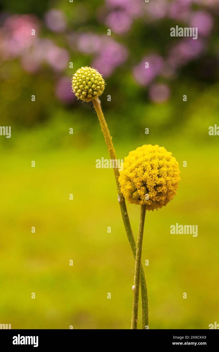 Craspedia Beauty' (Billy Buttons) Blume, Drumstick Stockfoto