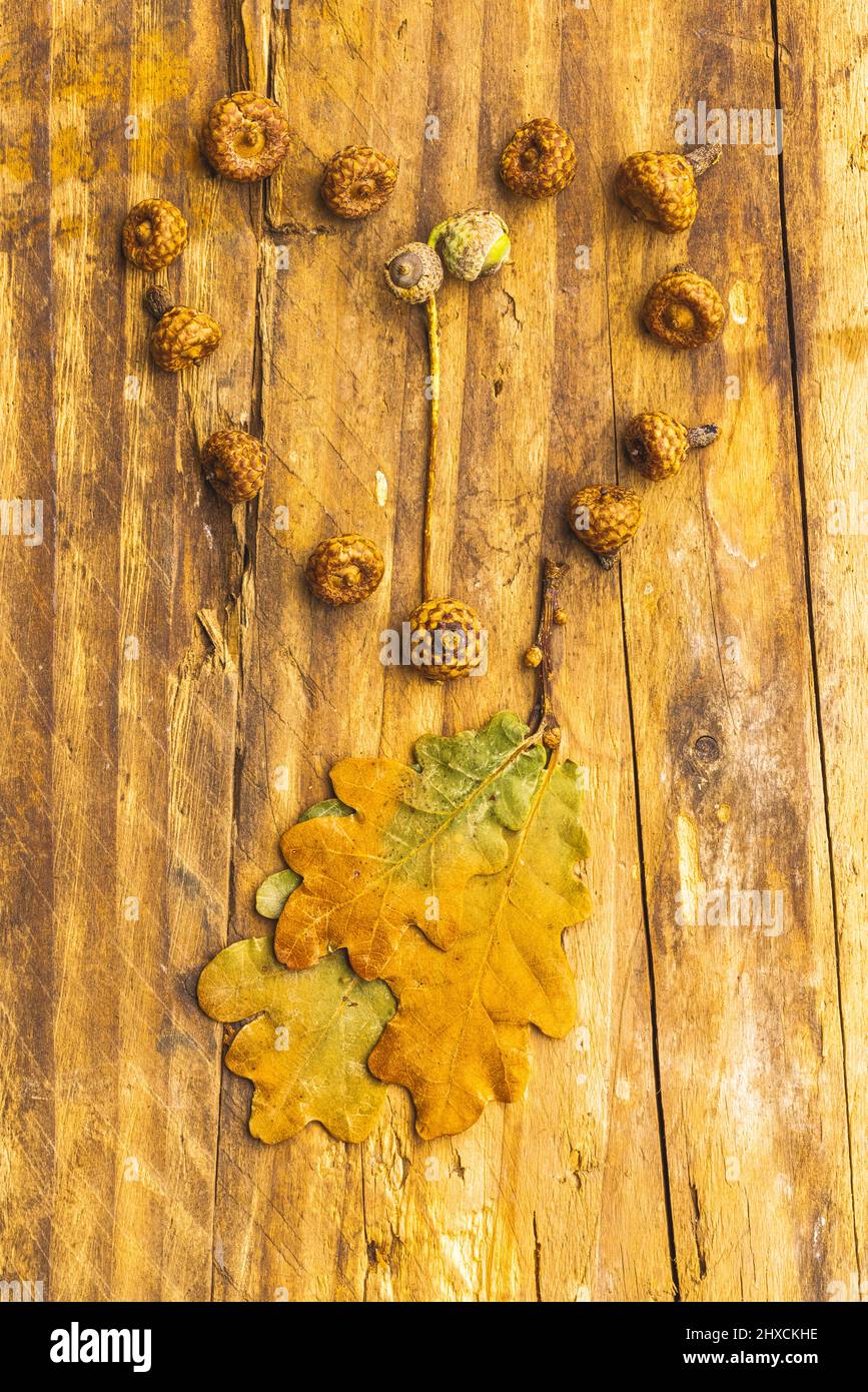Herzform aus Eichelfrucht, mit Eichenblättern, Holzhintergrund Stockfoto