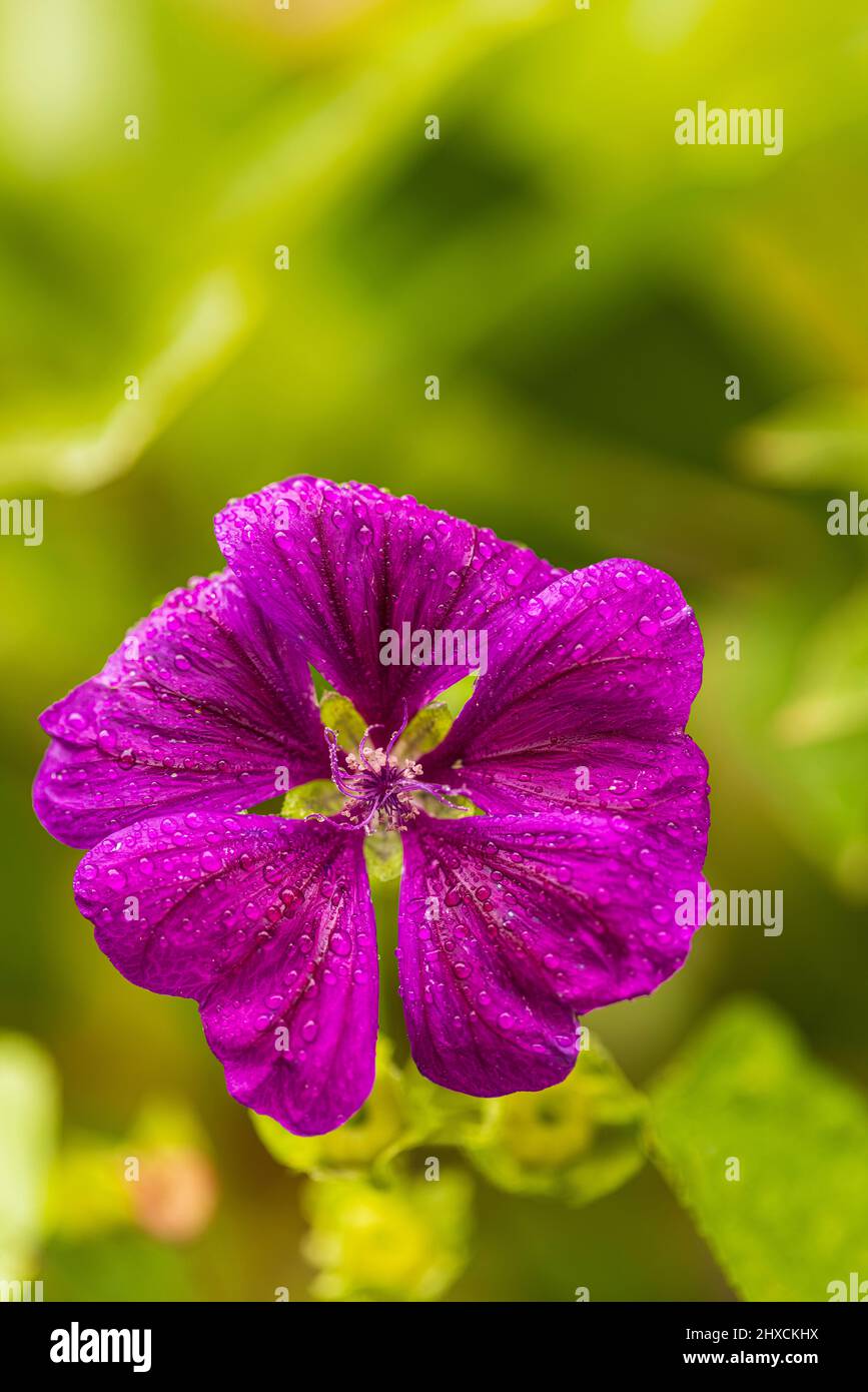 Der gemeine Hollyhock, auch Hollyhock Malve, Gartenpappel Rose, Bauernrose oder Gartenhollyhock, Blüte, Tautropfen Stockfoto