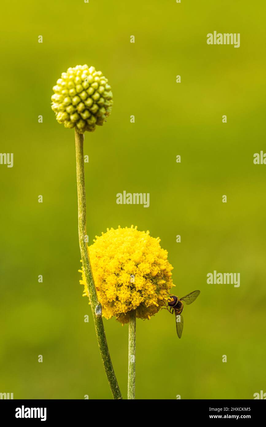 Craspedia Beauty' (Billy Buttons) Blume, Drumstick Stockfoto