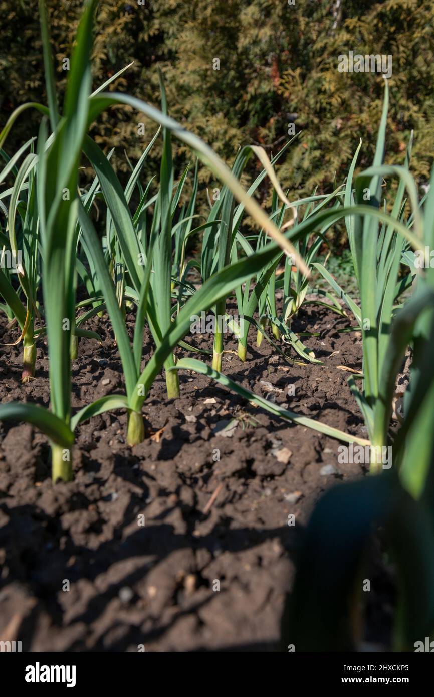 Bio-Knoblauch (Allium sativum) wächst im Garten. Gesundes Gemüse aus eigenem Anbau. Stockfoto