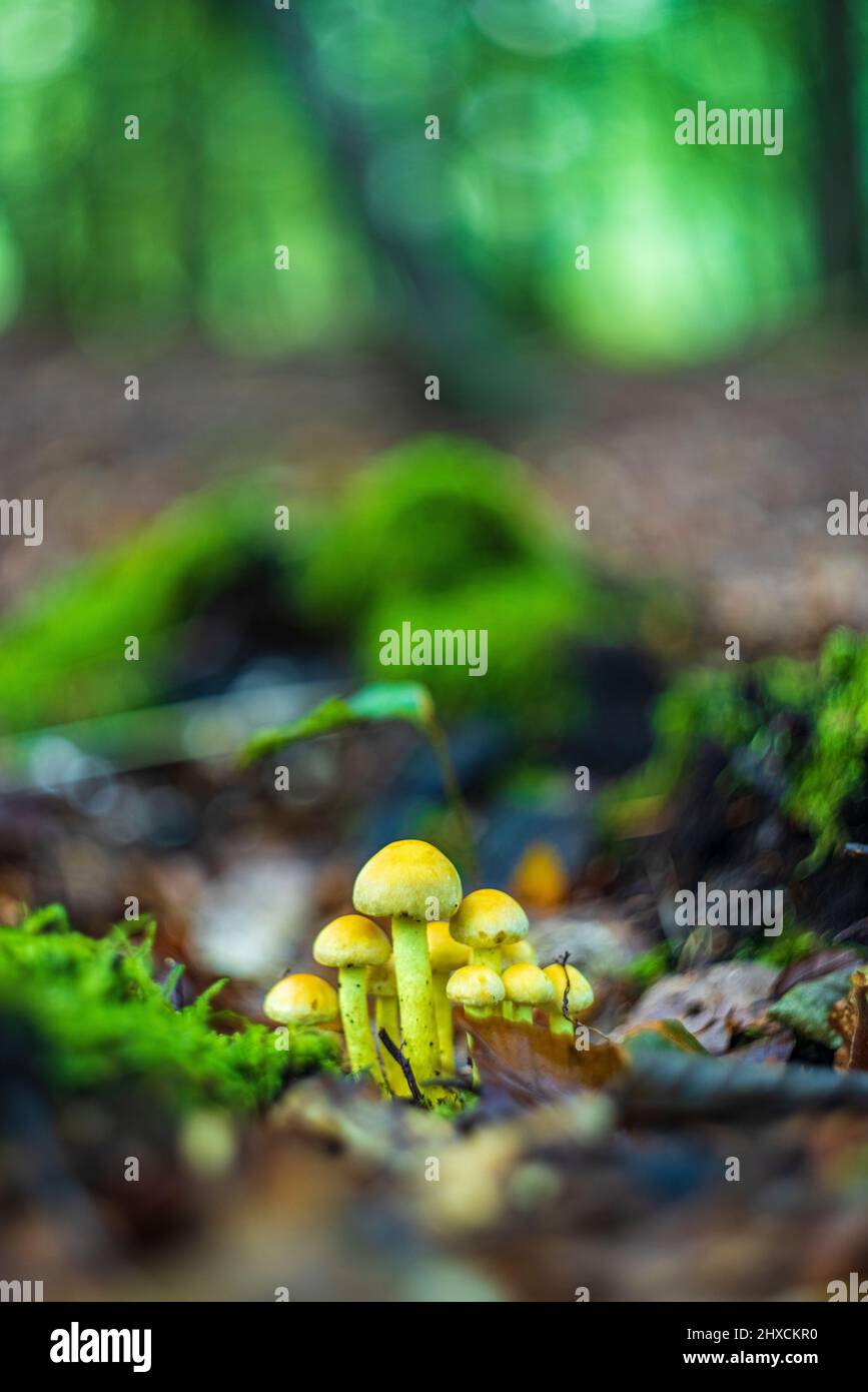 Magische Pilze im Herbst in einem Märchenwald, abstraktes Rundbokeh, Stockfoto