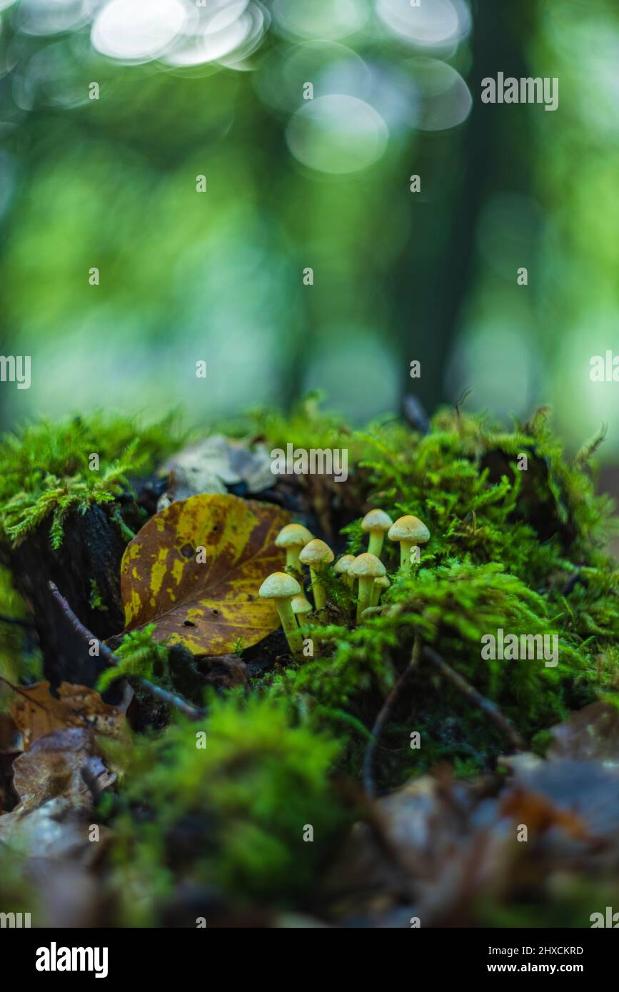 Magische Pilze im Herbst in einem Märchenwald, abstraktes Rundbokeh, Stockfoto