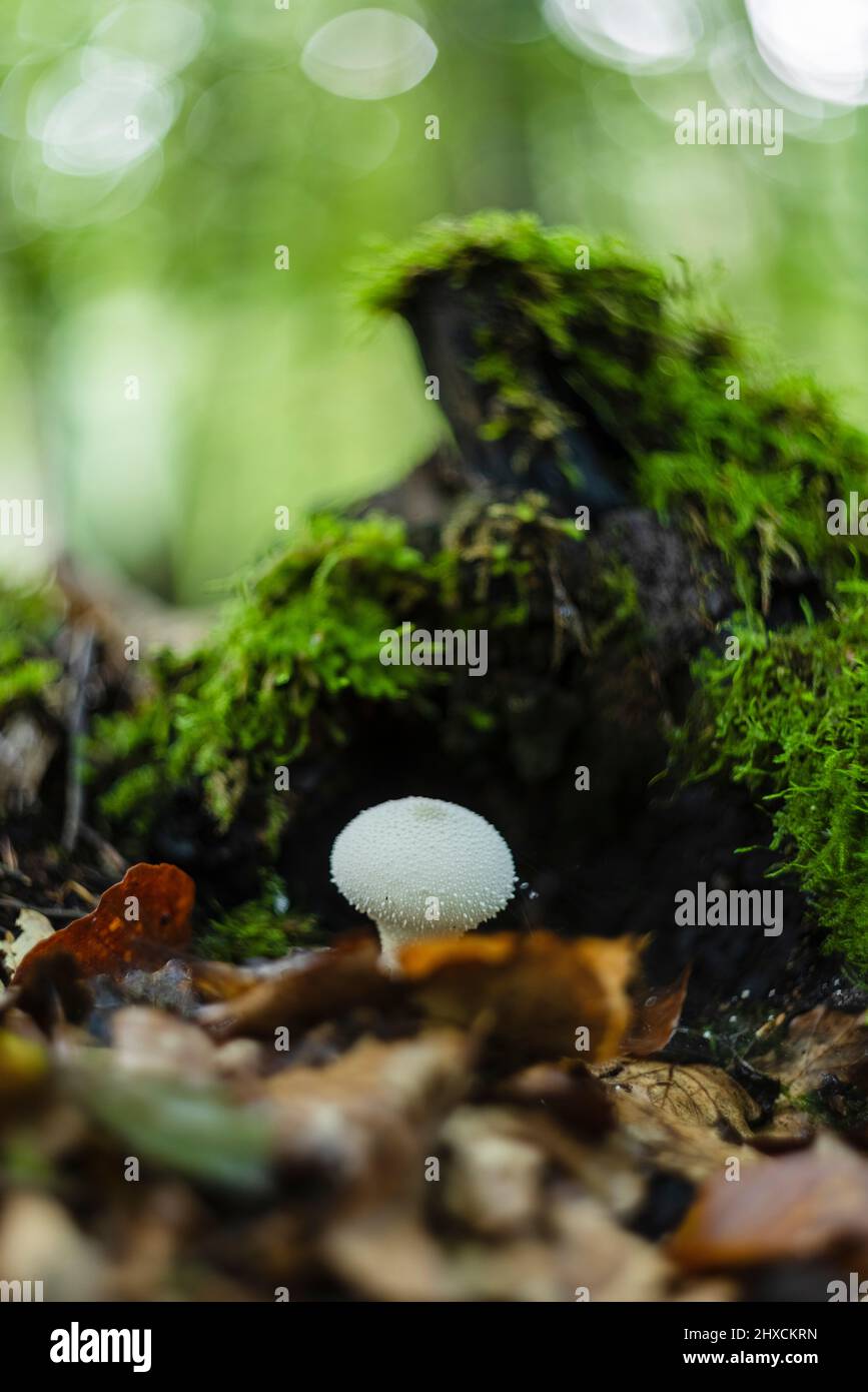Magischer Pilz im Herbst in einem Märchenwald, abstraktes Rundbokeh, Stockfoto