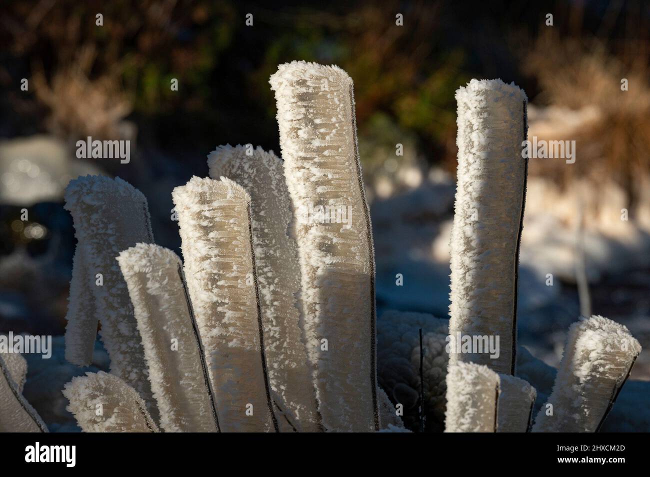 Eisschicht über Ästen eines Strauch im Sonnenlicht, Torup, Halland, Schweden Stockfoto