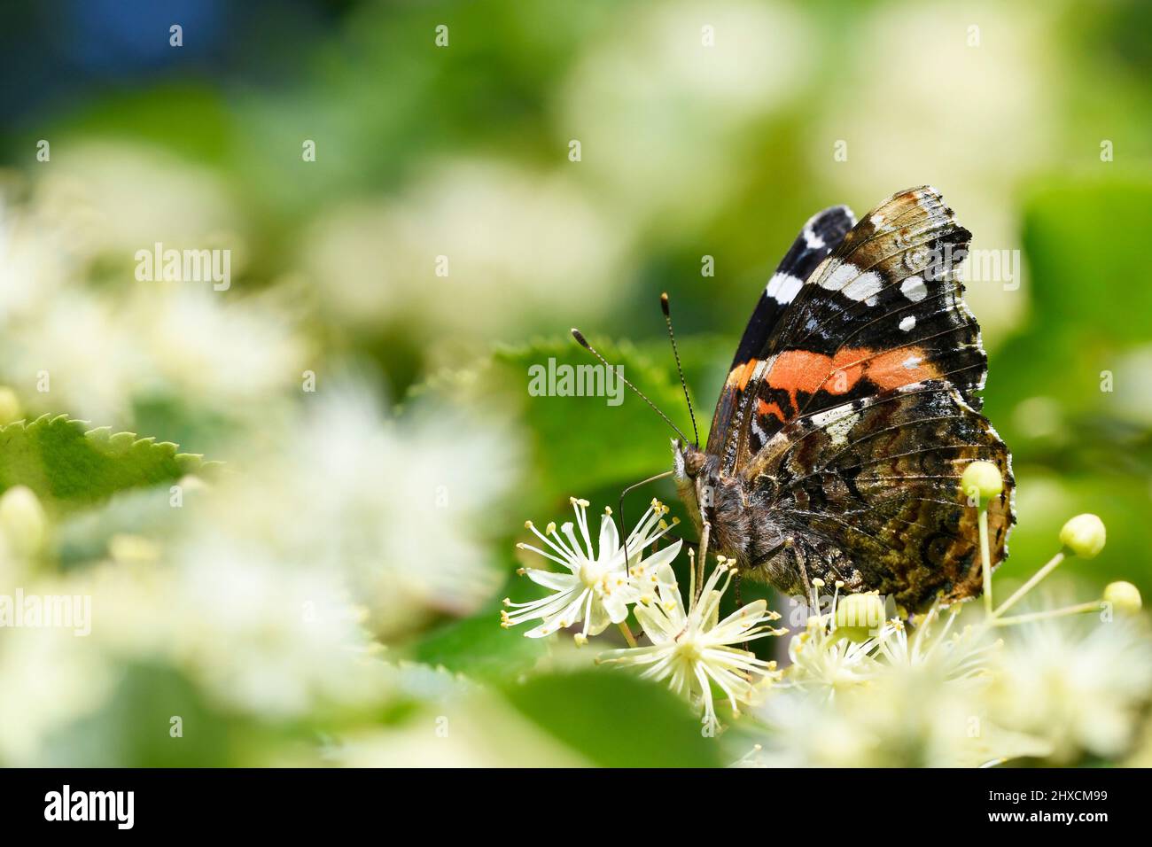 Vanessa atalanta, Pyramis atalanta, Admiral, Nymphalidae, Edler Schmetterling Stockfoto