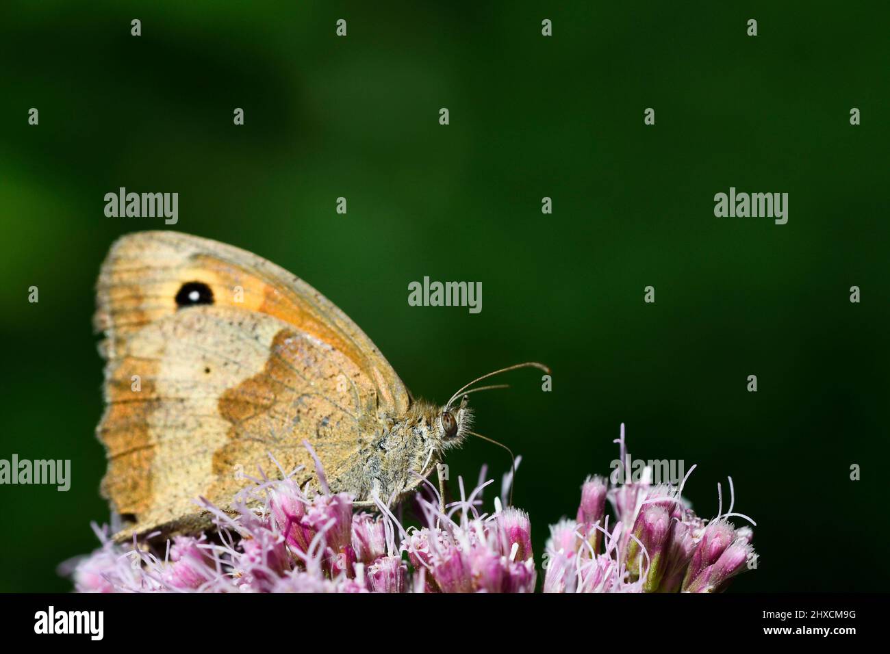 Maniola jurtina, großes Ochsenauge, Nymphidae, edler Schmetterling Stockfoto