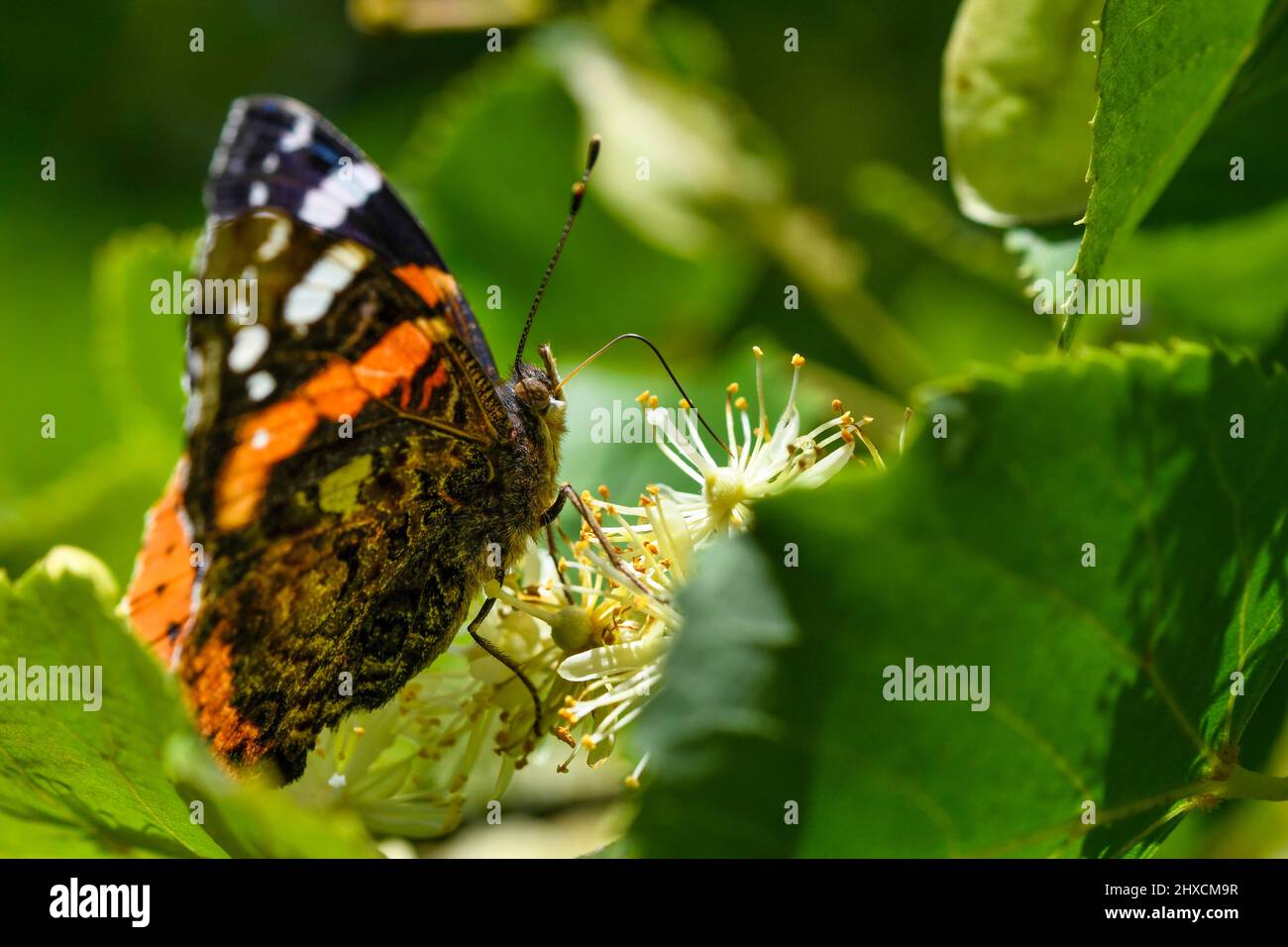 Vanessa atalanta, Pyramis atalanta, Admiral, Nymphalidae, Edler Schmetterling Stockfoto