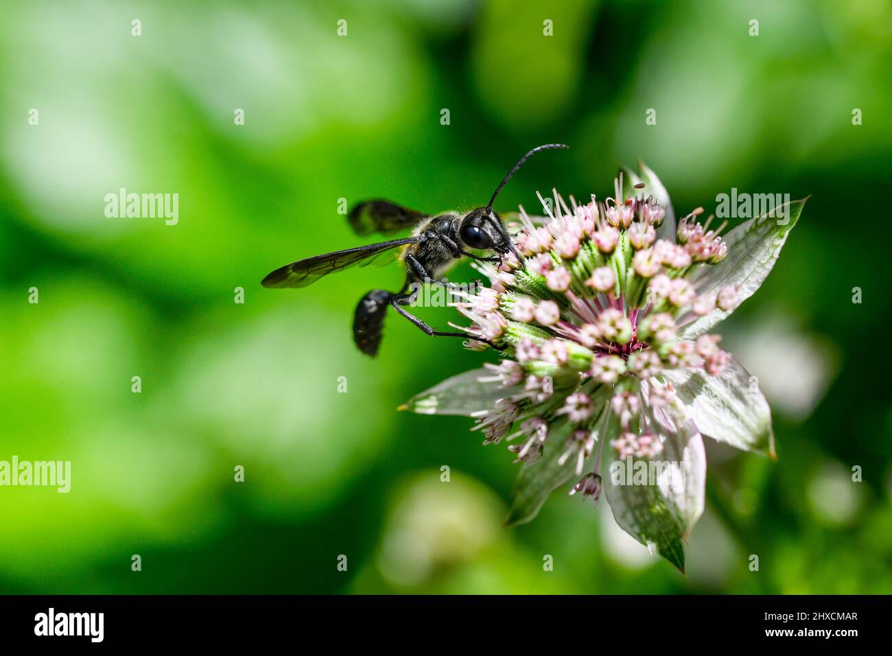 Spheciformes, Grabenwespe, Hymenoptera, schwarze Wespe, große Sternwespe Stockfoto