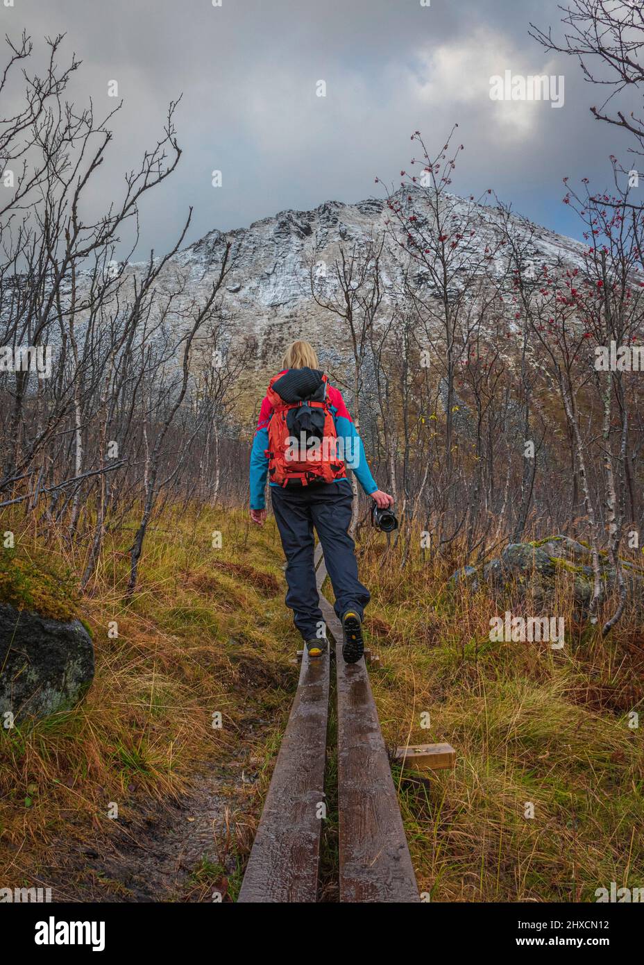 Herbsteindrücke von der norwegischen Insel Senja über dem Polarkreis, reines Skandinavien und Norwegen, Wanderung zum Hesten für den atemberaubenden Blick auf den Berg Segla 639 m und die umliegenden Fjorde, Frau zu Fuß über Holzplanken, Rückansicht, Kamera in der Hand, Stockfoto