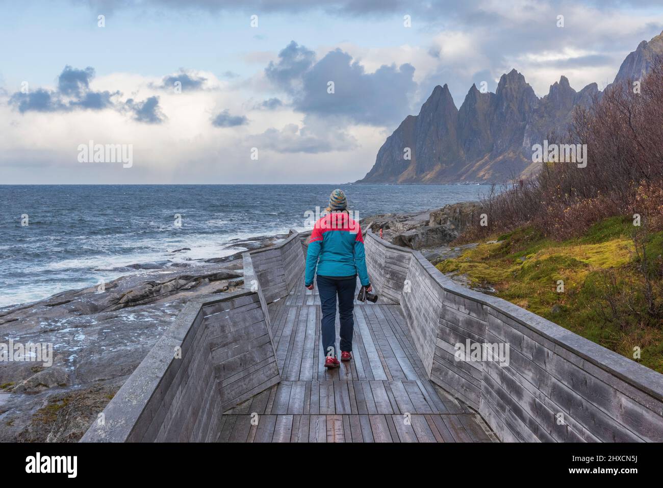 Herbstimpressionen von der norwegischen Insel Senja über dem Polarkreis, Skandinavien und Norwegen pur, Blick auf die Bergkette Okshornan oder Teufelszähne, Ersfjord, Aussichtspunkt Tungeneset, Frau, die über einen Holzsteg läuft, Kamera in der Hand, Rückansicht, Stockfoto
