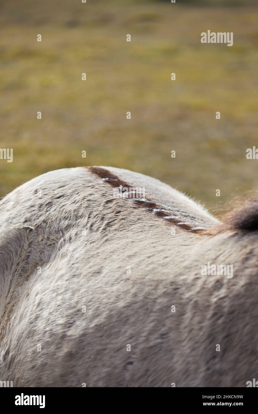 Europa, Deutschland, Niedersachsen, Cuxhaven. Die typische Aallinie/Rückgrat-Linie der halbwilden Konik-Pferde (Equus caballus) in der Küstenheide. Stockfoto
