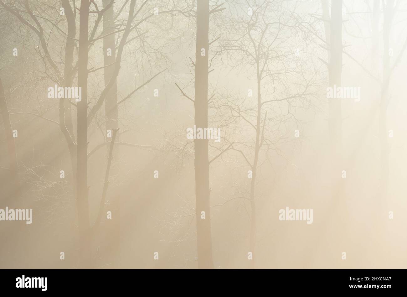 Europa, Deutschland, Niedersachsen, Ahlenfalkenberg. Glitzerndes Morgenlicht im Winter im trüben Moorwald. Stockfoto