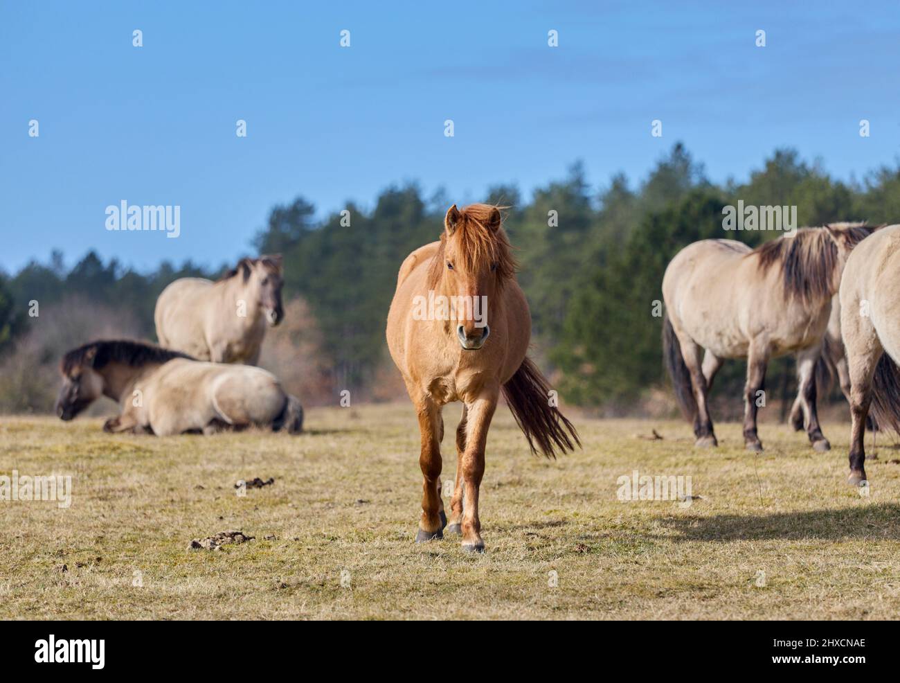 Europa, Deutschland, Niedersachsen, Cuxhaven. Der neugierige junge Hengst einer Gruppe halbwilder Konik-Pferde (Equus caballus) in der Küstenheide. Stockfoto