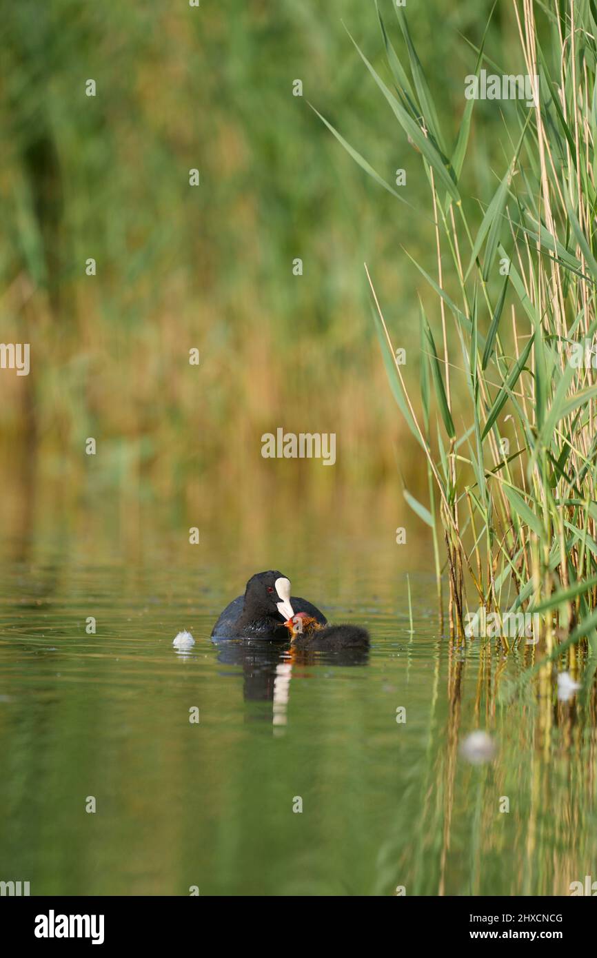 Europa, Deutschland, Niedersachsen, Otterndorf. Im Morgenlicht sind die Hühnerküken mit dem Elternvögel (Fulica atra) unter dem Schilf. Stockfoto
