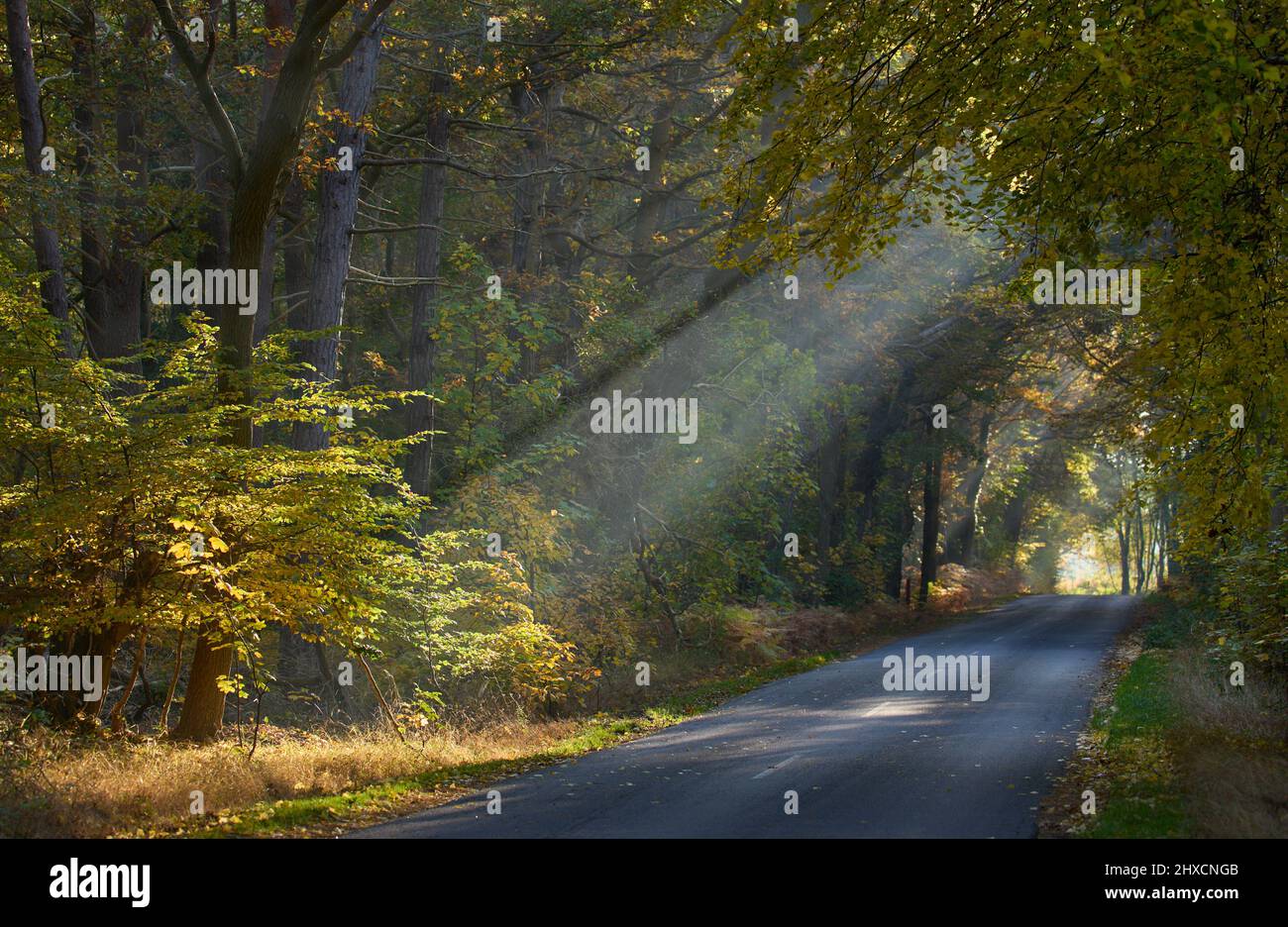 Europa, Dänemark, Møn. Das Morgenlicht bricht durch den leicht nebligen Ulvshale-Wald. Stockfoto