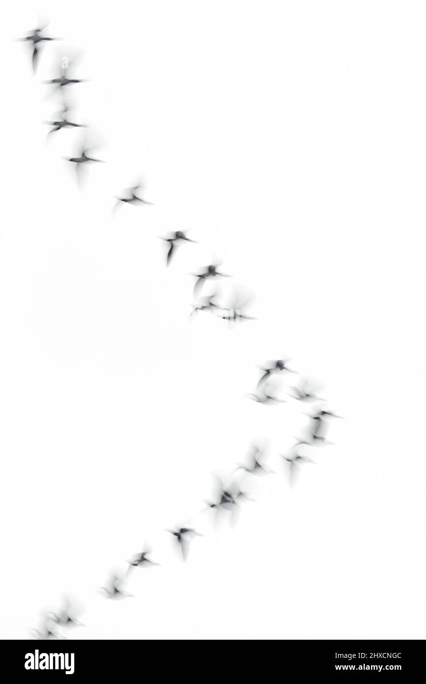 Europa, Deutschland, Niedersachsen, Otterndorf. Weißwabengänse (Branta leucopsis) auf dem Morgenflug zu ihren Futterplätzen. Stockfoto